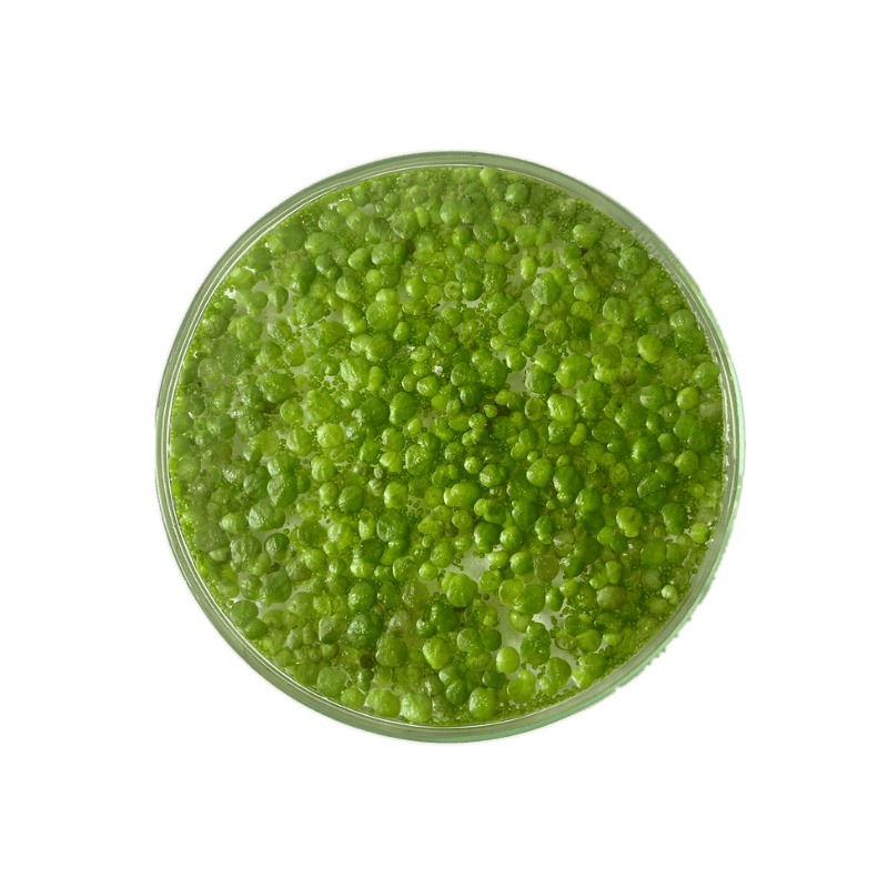 Duckweed