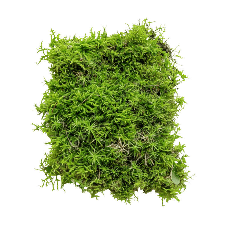 3G-MOSS Moss