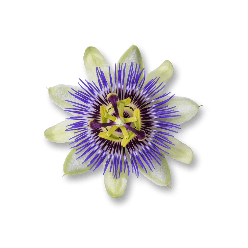 Passion Flower